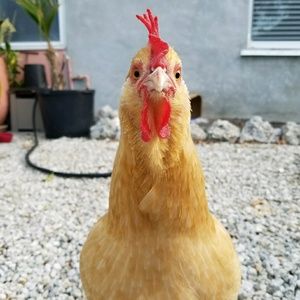 Meet your Posher, Ann